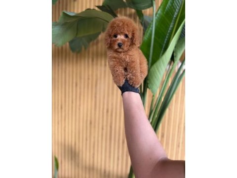 Toy poodle bebekler referans yavru