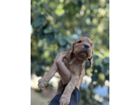 Çok güzel cocker köpekler sütten yeni kesildi