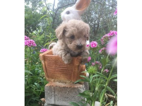 Mükemmel kalitede maltipoo bebeklerimiz