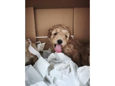 Maltipoo yavrularımız