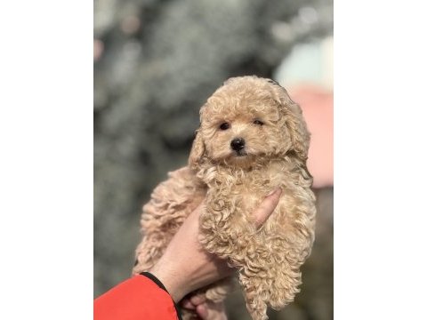 Dişi toy poodle sahiplendirme
