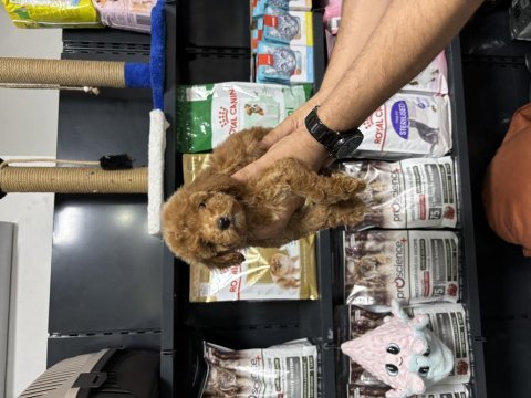 Dişi poodle yavrumuz