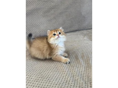Orijinal şecereli gold british longhair