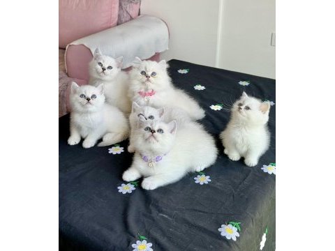 A kalite her ırk sağlık garantili british shorthair