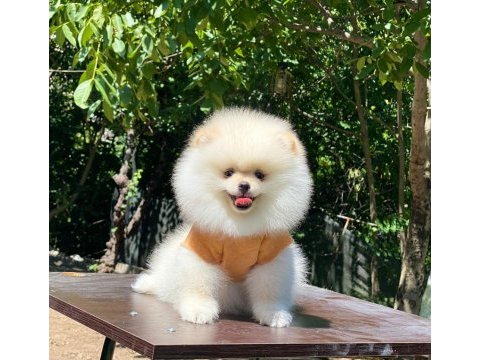 2 aylık dişi pomeranian yavru