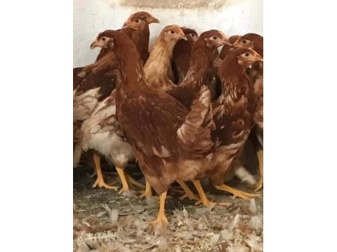 Ücretsiz kargo kapıda ödeme lohman brown tindet ataks
