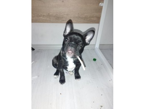 Erkek 2.5 french bulldog