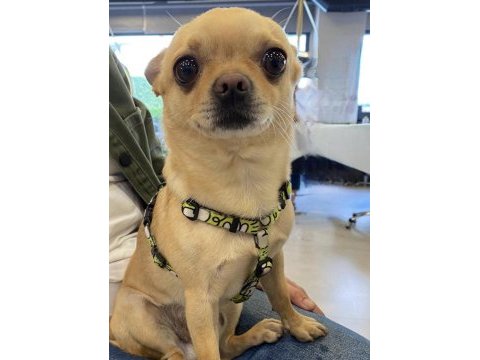 Dişi chihuahua köpeğime eş arıyorum