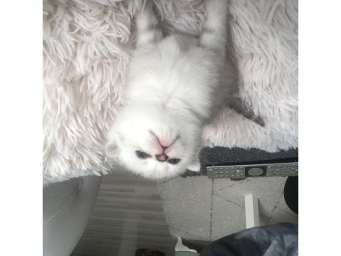 Yavru scottish fold