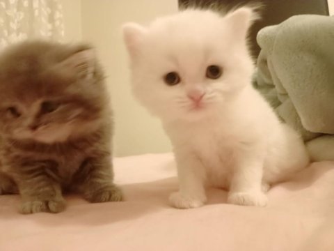Minik british longhair pamuklar