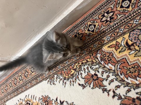 2 aylık dişi british longhair bebeğim