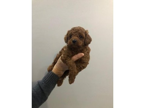 Toy poodle erkek