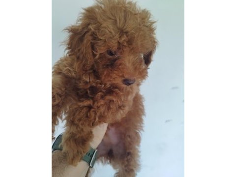 Safkan red brown toy ve kore poodle yavrular - üst kalite