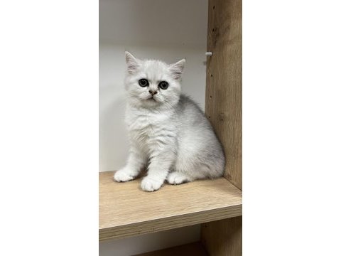 Mükemmel british shorthair yavrular yeni yuvasını arıyor
