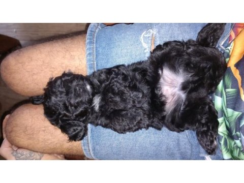 2 aylık morkie yavrularımız yeni yuvalarını arıyor