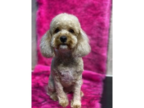 2 kardeş poodle sahiplendirme