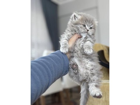 British longhair kedisi