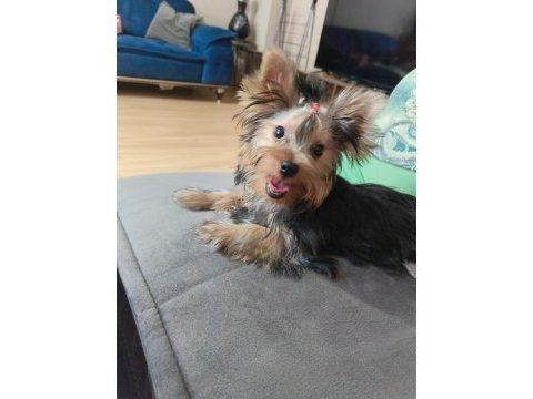Micro boy yorkshire terrier bebekler