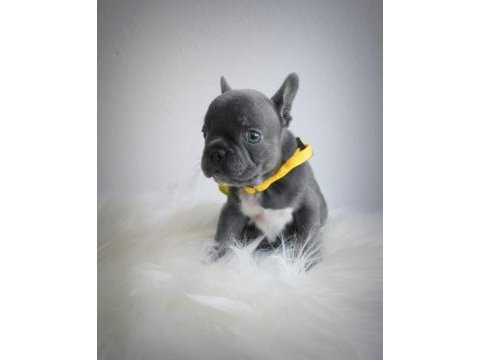 Blue egzotik french bulldog