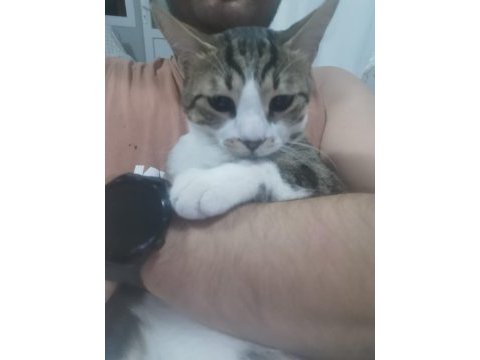 1 yaşından küçük oyuncu, uslu tekir kedimiz