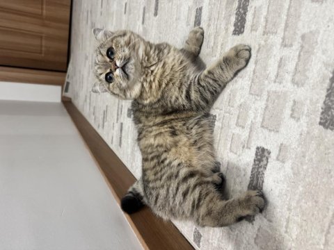 Bu eşsiz güzellik british shorthair kız yuvasını arıyor