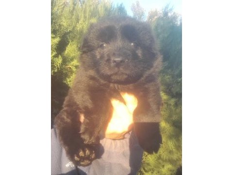 Chow chow dişi a kalite