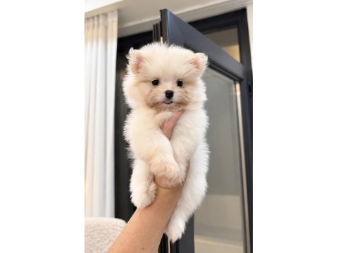 Oyuncak gibi pomeranian boo