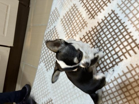 Süs köpeği