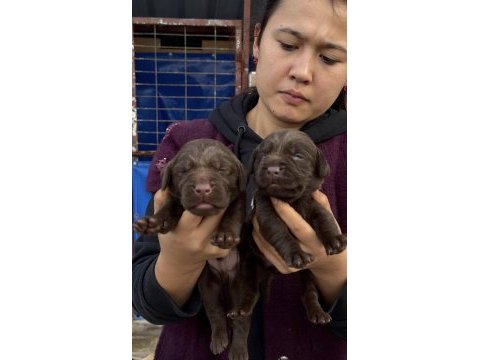 Labrador redriever sevimli yavrular ruhsatlı çiftlik 