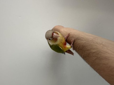 Full evcil yeni yeme düşmüş bebek konur papağanı