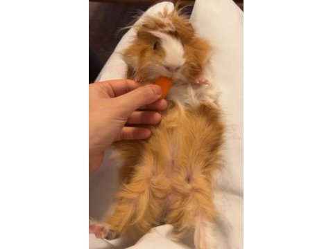 2 yaşında erkek sağlıklı guinea pig