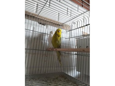 Evcil hayvanlar muhabbet kuşlar