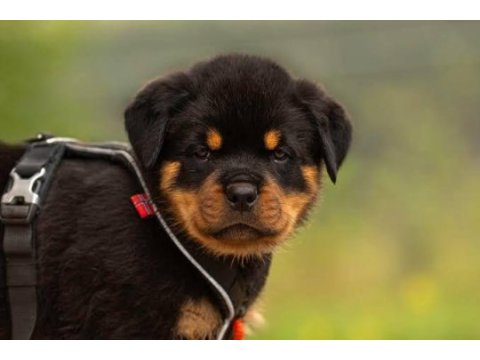 Ruhsatlı köpek çifliğinden rottweiler yavrular a scrli