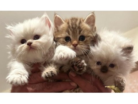 Golden tabby ve british short-longhair yavrularımız