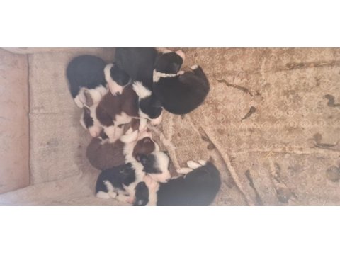 Border collie yavrular