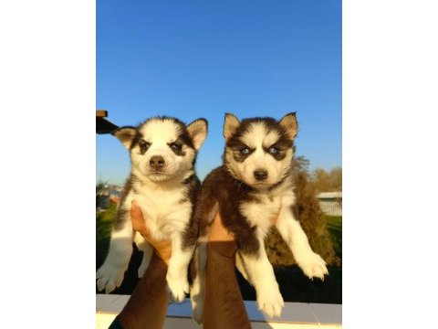 Husky (sibirya kurdu) yavrularımız