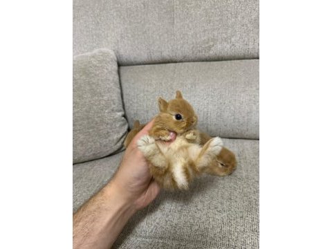 Hollanda lop tavşanları