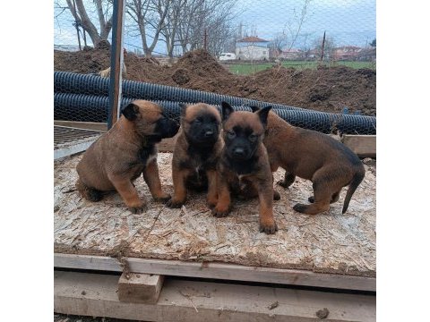 Minik pirana gibi belçika kurdu yavrularım