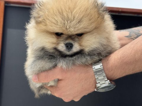 Show kalite pomeranian yavrular petmod den