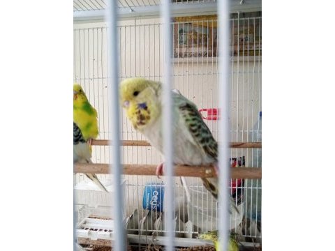Şov jumbo yavru muhabbet kuşu