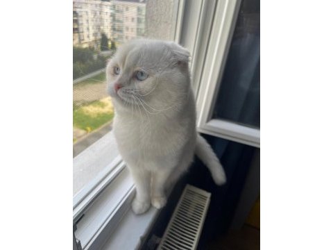 Scottish fold kedimizi sahiplendirmek istiyoruz