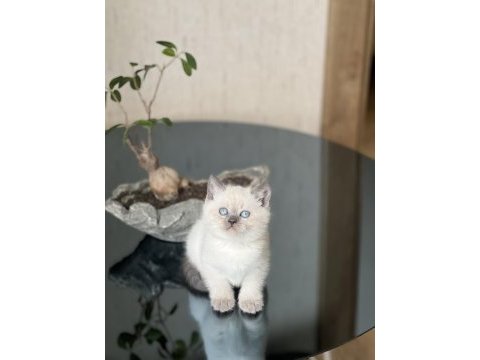 Gğzellik abidesi blue poimt british shorthair yavrum