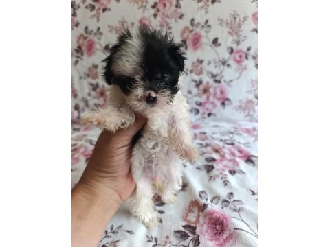 Teslime hazır terrier yavrular