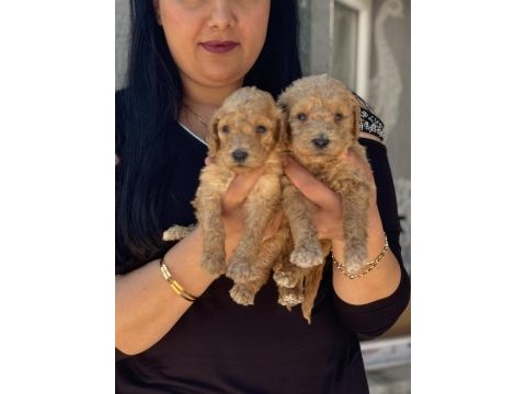 Sağlık ve ırk garantili toy poodle yavrularım