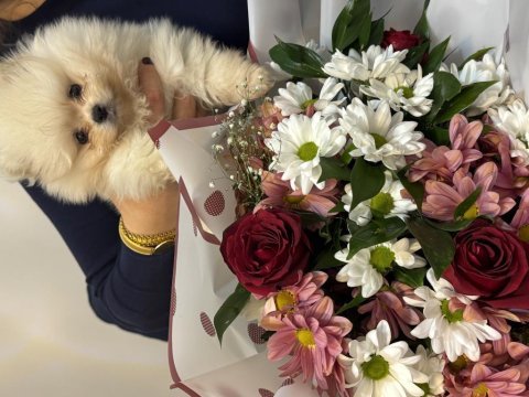 Pomeranian boo köpeği
