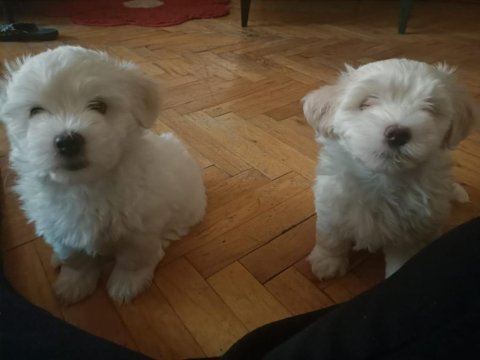 Maltese terrier 3 dişi 1 erkek