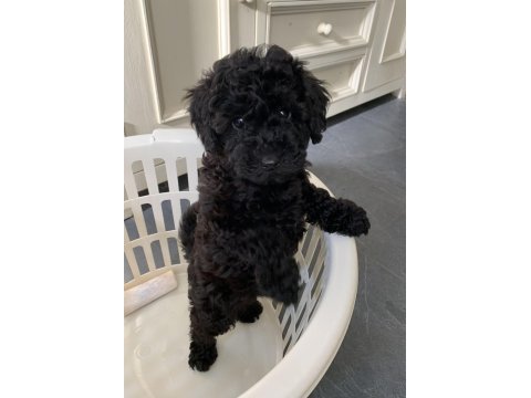 Siyah renk poodle bebekler