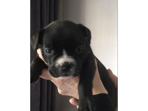 A kalite ırk garantili french bolldog yavrularımız