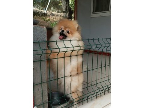 9 aylık pomeranian boo