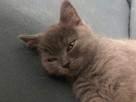 Muhteşem güzellikte teslime hazır gri british shorthair